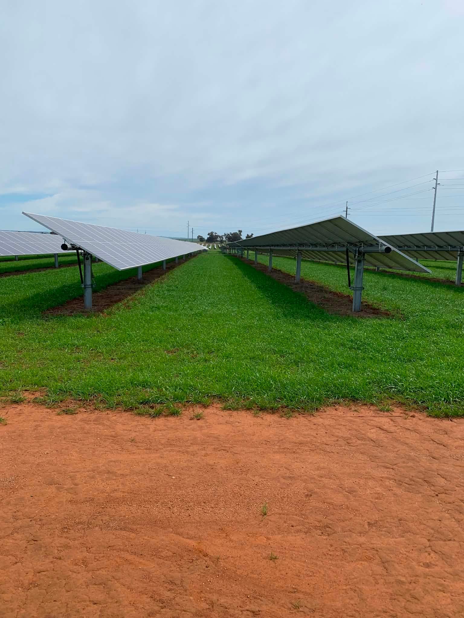 Fontenoy Ag & Earth freshly sown pasture in solar farm
