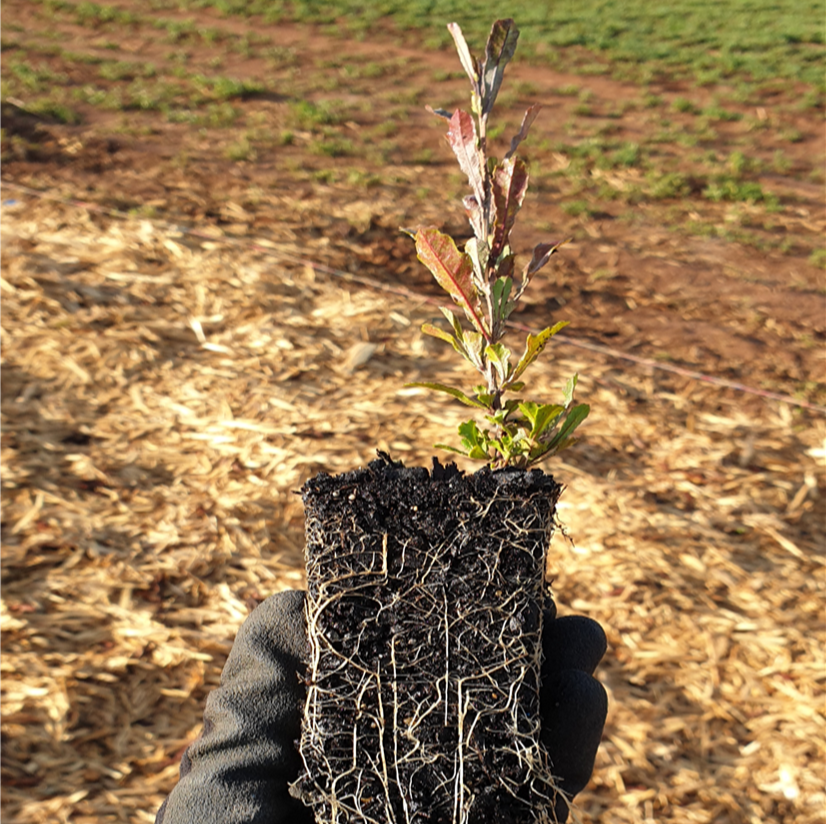 healthy tube stock solar landscaping fontenoy ag and earth