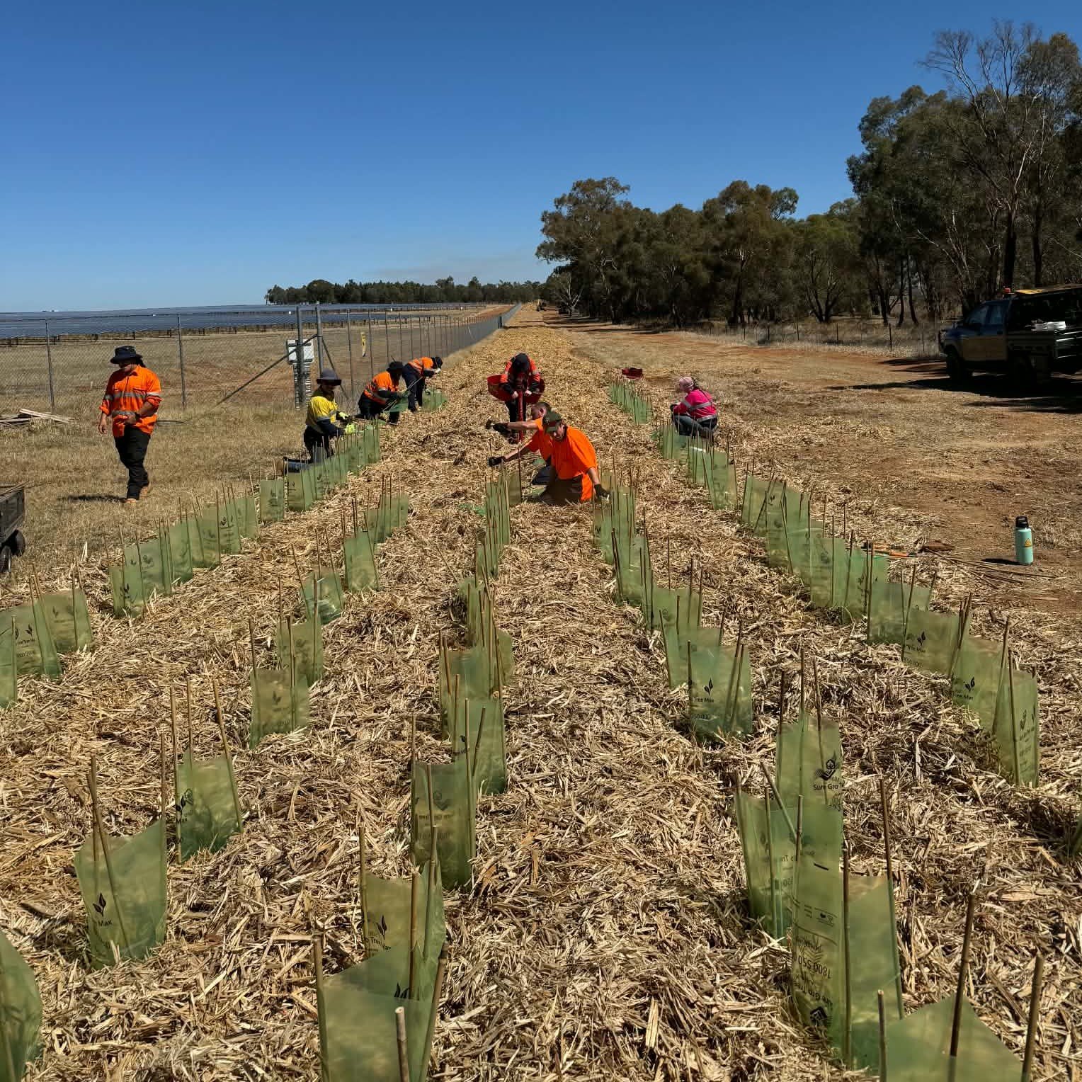 experienced planting visual screen landscaping solar farm fontenoy ag and earth