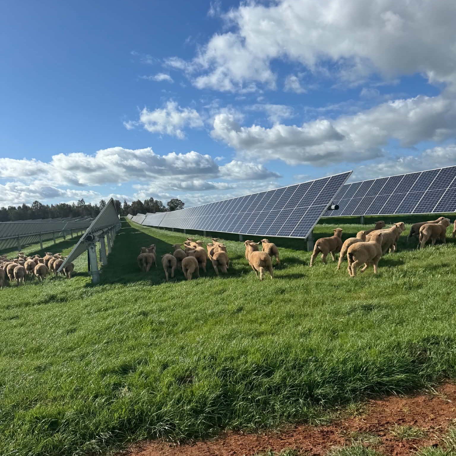 Sheep grazing in solar farm agrisolar fontenoy ag and earth