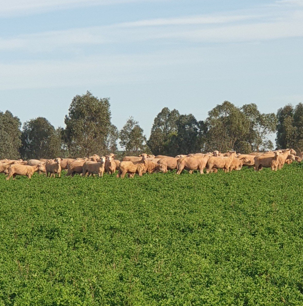 Sheep. small acreage farm pasture management. Fontenoy ag and earth