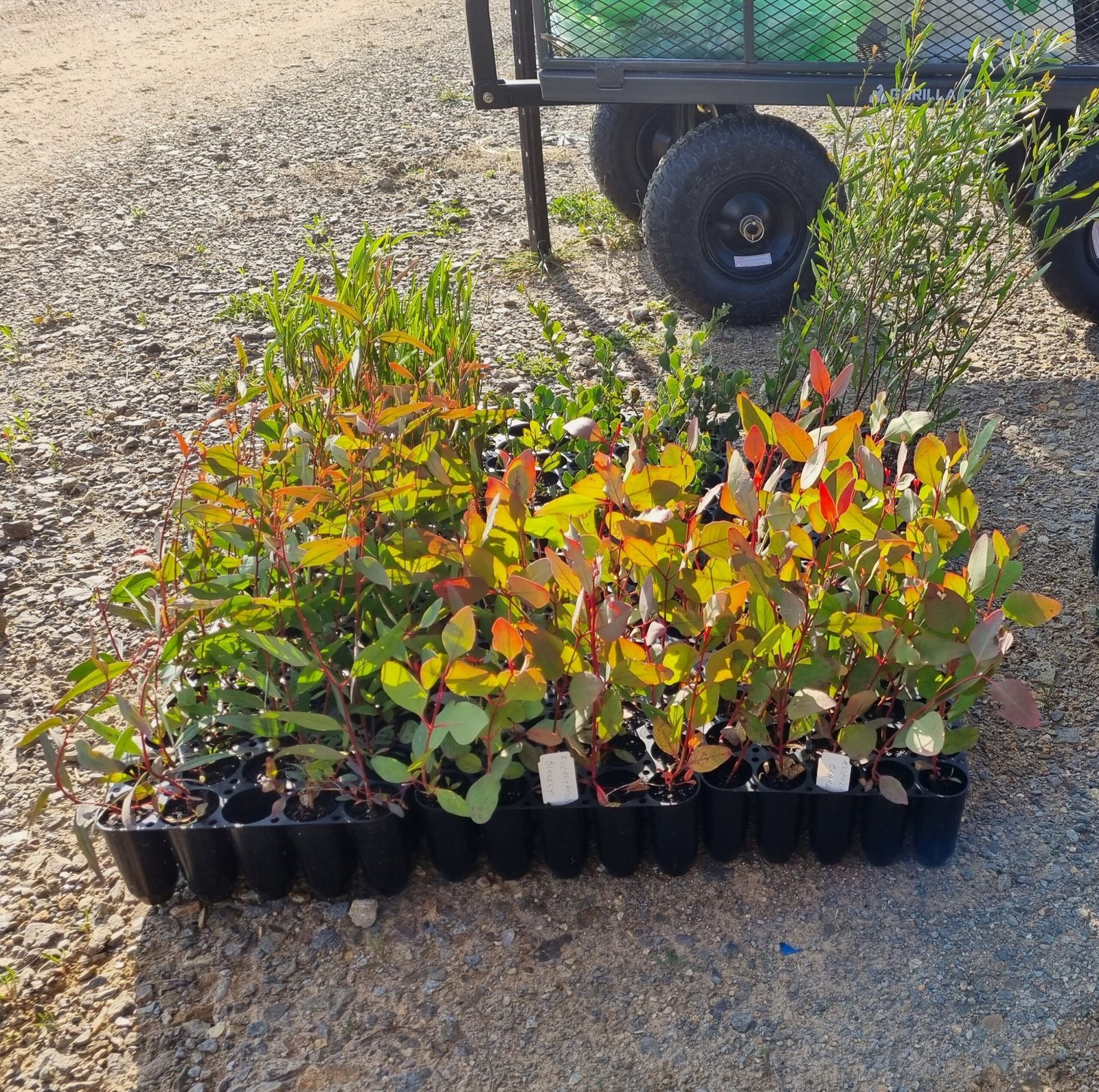 Fontenoy Ag & Earth plants